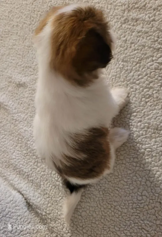 Trissi – Shih Tzu puppy for sale in San Antonio, TX