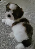 Tomi, a male Shih Tzu for sale in San Antonio, TX – 2 of 4
