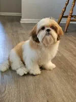 Gio, a female Shih Tzu for sale in San Antonio, TX – 6 of 6