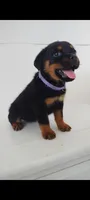 Thea, a female Rottweiler for sale in San Antonio, TX – 3 of 4