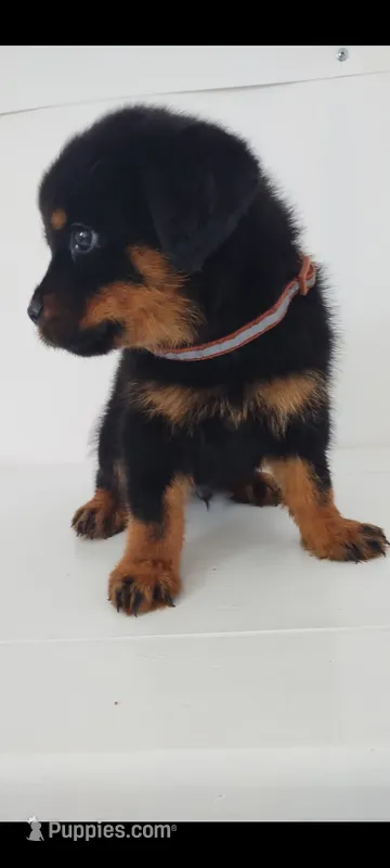 Justin  – Rottweiler puppy for sale in San Antonio, TX