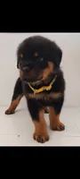 Blitz, a male Rottweiler for sale in San Antonio, TX – 4 of 4