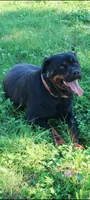 Kassi, a female Rottweiler for sale in San Antonio, TX – 8 of 8