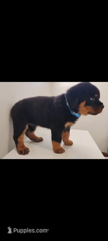 Luther  – Rottweiler puppy for sale in San Antonio, TX