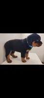 Luther , a male Rottweiler for sale in San Antonio, TX – 1 of 9