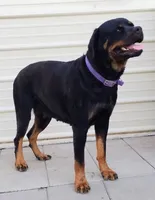 Truks, a male Rottweiler for sale in San Antonio, TX – 3 of 9