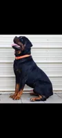 Crate, a male Rottweiler for sale in San Antonio, TX – 6 of 8