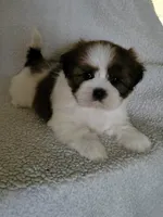 Tomi, a male Shih Tzu for sale in San Antonio, TX – 2 of 3