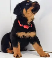 Heather , a female Rottweiler for sale in San Antonio, TX – Photo 5 of 5