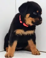 Heather , a female Rottweiler for sale in San Antonio, TX – Photo 4 of 5