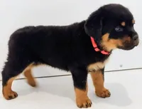 Heather , a female Rottweiler for sale in San Antonio, TX – Photo 2 of 5