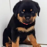 Thunderbird , a female Rottweiler for sale in San Antonio, TX – Photo 5 of 6