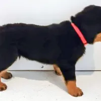 Thunderbird , a female Rottweiler for sale in San Antonio, TX – Photo 2 of 6