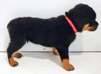 Thunderbird , a female Rottweiler for sale in San Antonio, TX – Photo 2 of 6