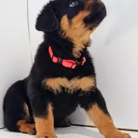 Thunderbird , a female Rottweiler for sale in San Antonio, TX – Photo 6 of 6