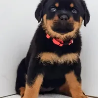 Thunderbird , a female Rottweiler for sale in San Antonio, TX – Photo 4 of 6