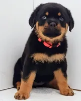 Thunderbird , a female Rottweiler for sale in San Antonio, TX – Photo 4 of 6