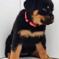 Thunderbird , a female Rottweiler for sale in San Antonio, TX – Photo 1 of 6