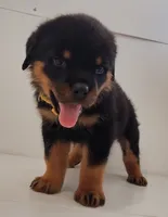 Jamz, a male Rottweiler for sale in San Antonio, TX – 3 of 6