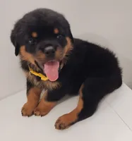 Jamz, a male Rottweiler for sale in San Antonio, TX – 2 of 6