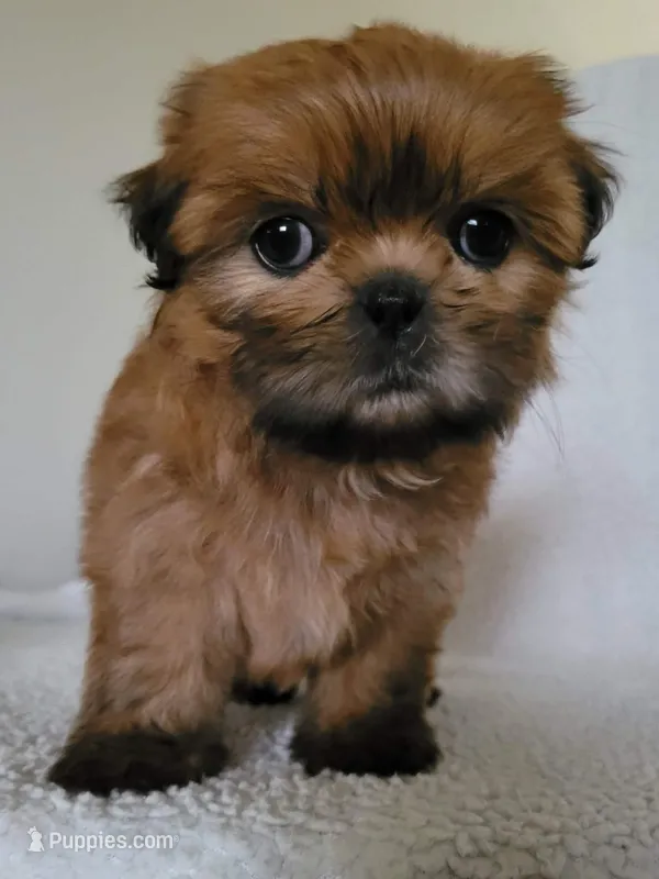 Letty – Shih Tzu puppy for sale in San Antonio, TX