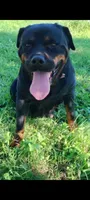 Kassi, a female Rottweiler for sale in San Antonio, TX – 7 of 8