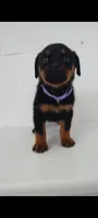 Terry, a female Rottweiler for sale in San Antonio, TX – 3 of 3
