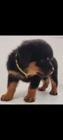Truks, a male Rottweiler for sale in San Antonio, TX – 6 of 9