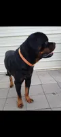 Rocky, a male Rottweiler for sale in San Antonio, TX – 4 of 8