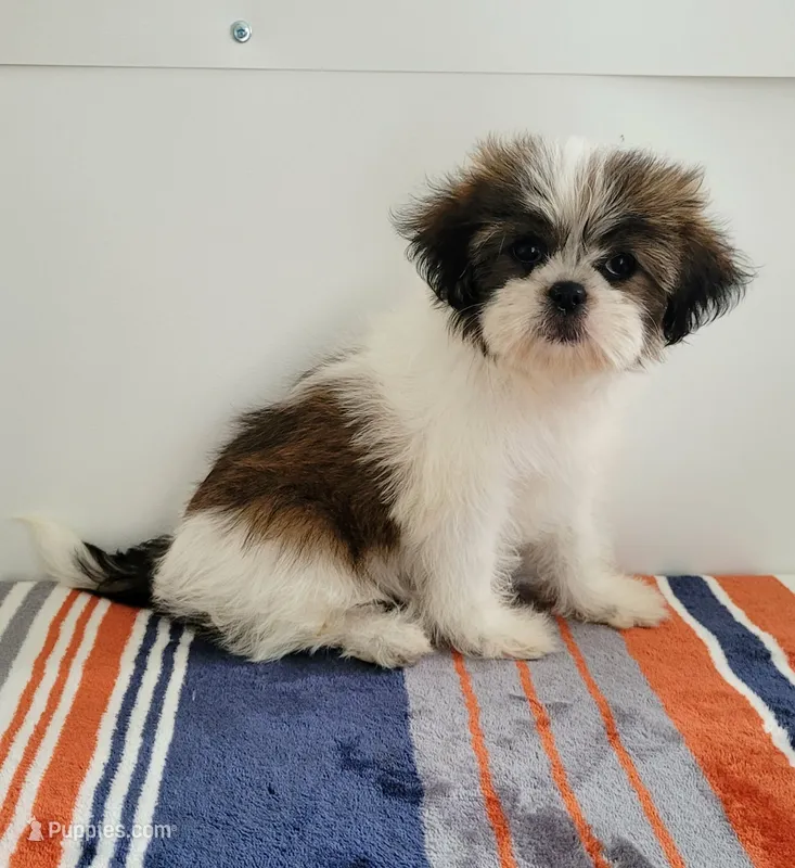  Cutie  – Shih Tzu puppy for sale in San Antonio, TX