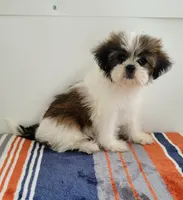  Cutie , a female Shih Tzu for sale in San Antonio, TX – 1 of 3
