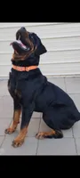 Kassi, a female Rottweiler for sale in San Antonio, TX – 6 of 8