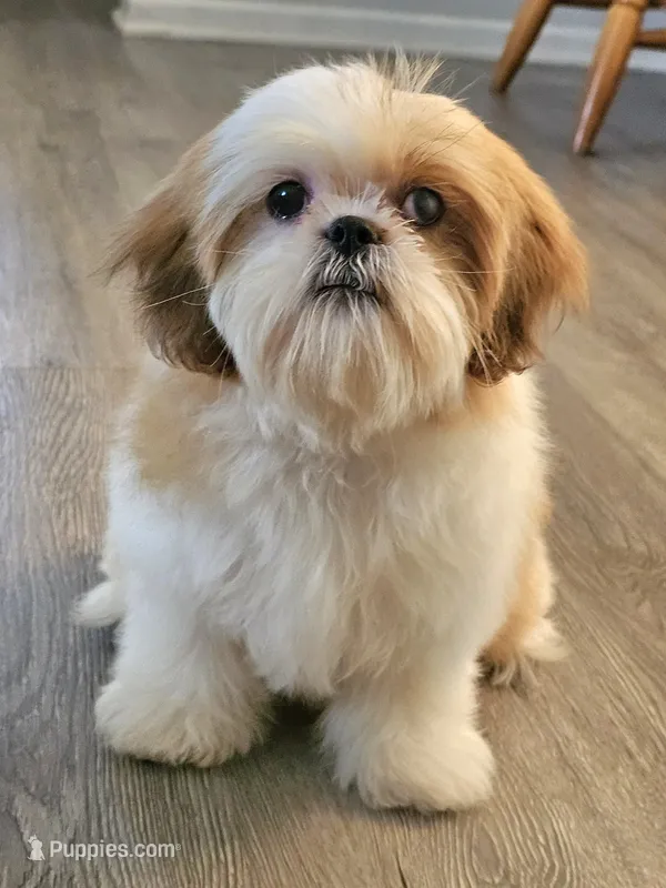 Gio – Shih Tzu puppy for sale in San Antonio, TX