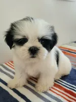 Dina, a female Shih Tzu for sale in San Antonio, TX – 3 of 4