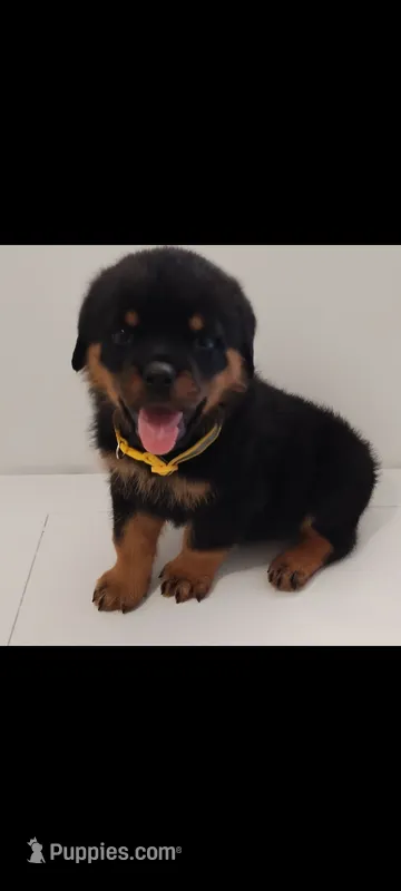 Prado – Rottweiler puppy for sale in San Antonio, TX