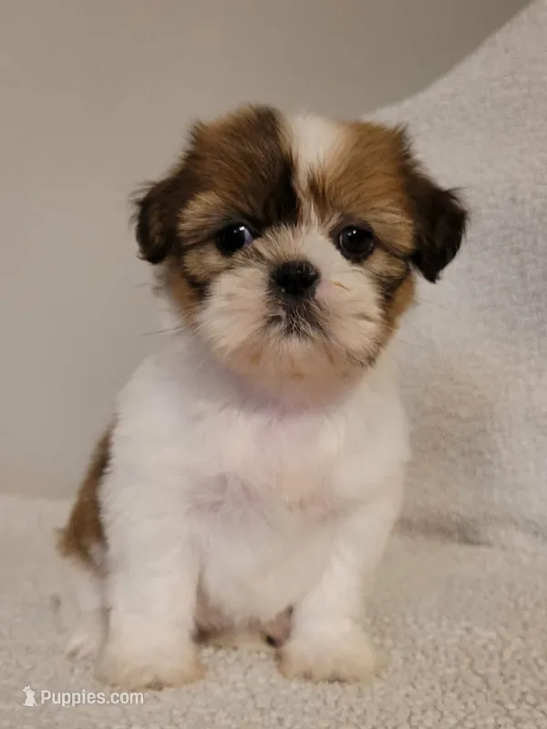 Bambi – Shih Tzu puppy for sale in San Antonio, TX