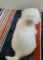 Lucy, a female Shih Tzu for sale in San Antonio, TX – 3 of 4