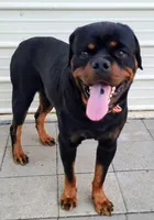 Luther , a male Rottweiler for sale in San Antonio, TX – 4 of 9