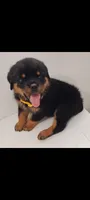 Truks, a male Rottweiler for sale in San Antonio, TX – 4 of 9