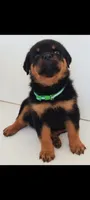 Bently, a male Rottweiler for sale in San Antonio, TX – 4 of 4