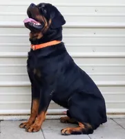 Truks, a male Rottweiler for sale in San Antonio, TX – 2 of 9