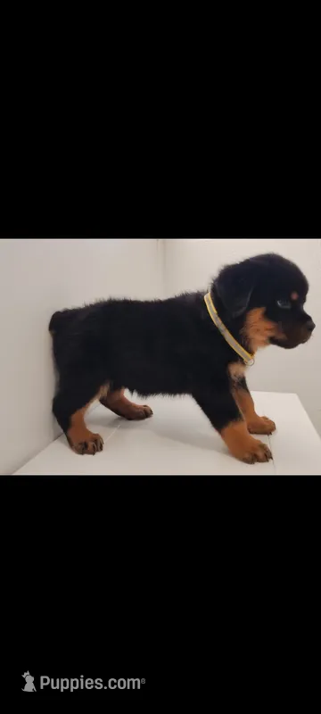 Truks – Rottweiler puppy for sale in San Antonio, TX