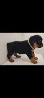 Truks, a male Rottweiler for sale in San Antonio, TX – 1 of 9