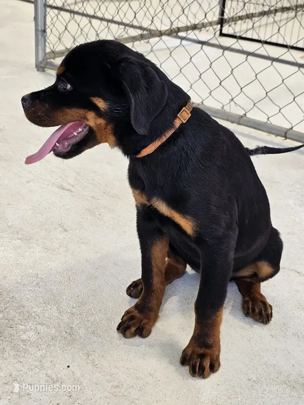 Ezra AKC  – Rottweiler puppy for sale in San Antonio, TX