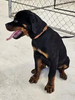 Ezra AKC , a female Rottweiler for sale in San Antonio, TX – 1 of 3