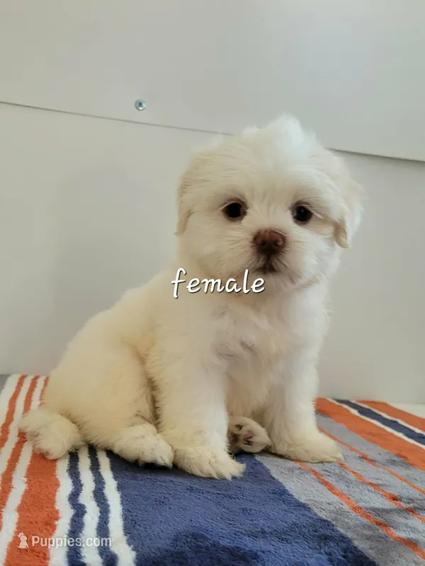 Dina – Shih Tzu puppy for sale in San Antonio, TX