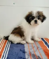  Cutie , a female Shih Tzu for sale in San Antonio, TX – 2 of 3