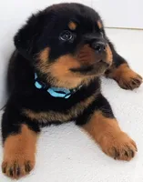 Garth, a male Rottweiler for sale in San Antonio, TX – Photo 2 of 3