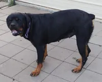 Truks, a male Rottweiler for sale in San Antonio, TX – 8 of 9