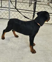 Ezra AKC , a female Rottweiler for sale in San Antonio, TX – 3 of 3